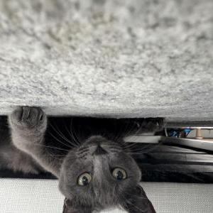 2nd Image of Trixie, Lost Cat