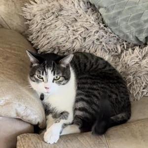 Image of Gizmo, Lost Cat