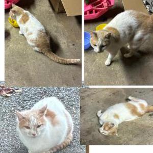 Image of Unknown, Found Cat