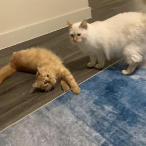Image of Timmy, Lost Cat