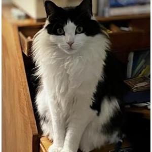 Lost 2 Gus (Maine)