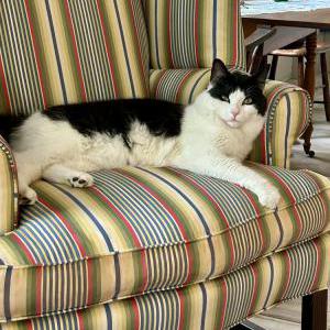 2nd Image of Gus, Lost Cat