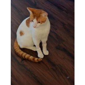 Image of Pepperoni, Lost Cat