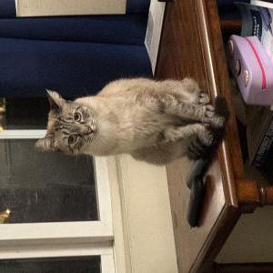 Image of Tutu, Lost Cat