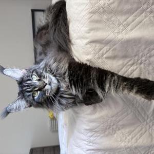 Lost 2 Coco (California)