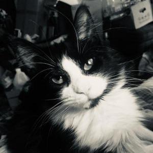 2nd Image of Selene, Lost Cat