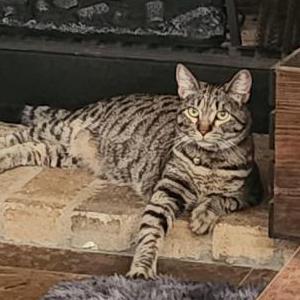 Image of Nibblets, Lost Cat