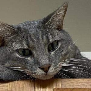 Image of Buzz, Lost Cat