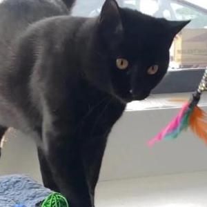Lost 2 Luna (CA)