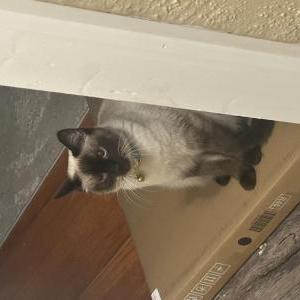 Image of Kida, Lost Cat