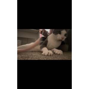 Image of unknown, Found Cat