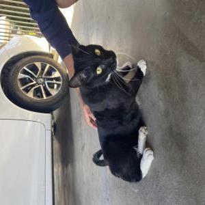 Image of unknown, Found Cat