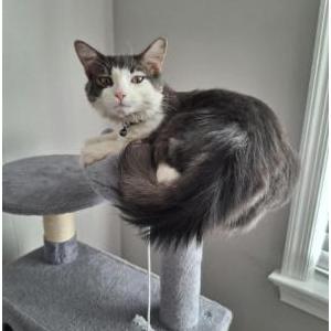 Image of Pelusa, Lost Cat