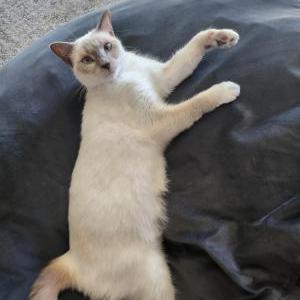 Image of Blinkie, Lost Cat