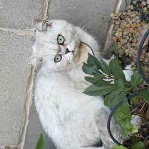 Image of unknown, Found Cat