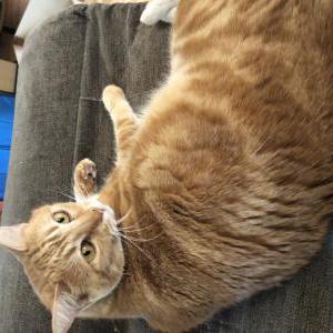 Image of Poppy, Lost Cat