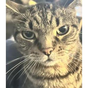 Image of Walter, Lost Cat