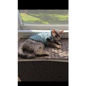 Lost 2 Teak (Illinois)