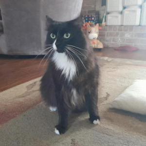Image of Jasper, Lost Cat