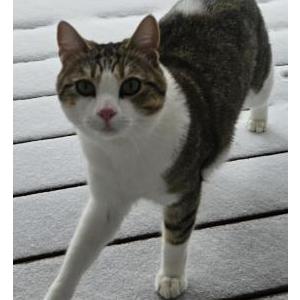 Image of Tim, Lost Cat