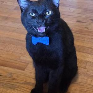Image of Binx, Lost Cat