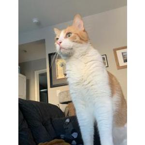 Image of Samson, Lost Cat