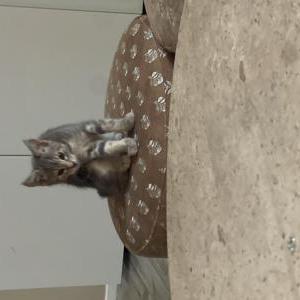 Image of Shams, Lost Cat