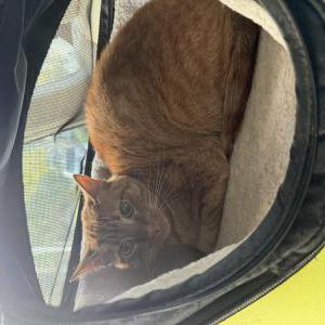 Image of Charlie, Lost Cat