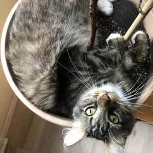 Image of Brat, Lost Cat