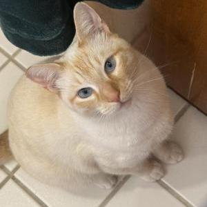 Image of Jovanni, Lost Cat
