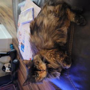 Lost 2 Gertrude (Gert) (Utah)