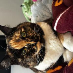 Image of Kuo, Lost Cat