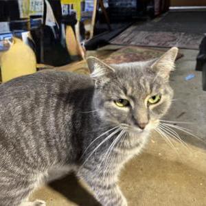 Image of Unknown, Found Cat