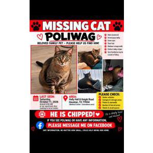 Image of Poliwag, Lost Cat