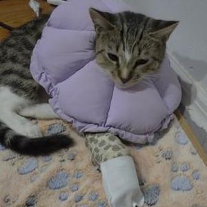 Image of Princess, Lost Cat