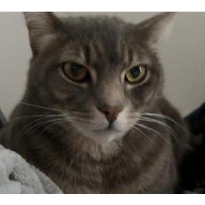 Image of Milo, Lost Cat