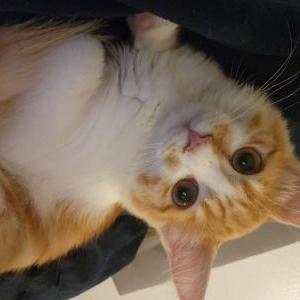 Lost 2 Twitch (Idaho)