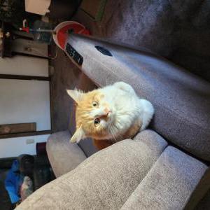 2nd Image of Twitch, Lost Cat