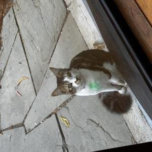 Image of Unknown, Found Cat