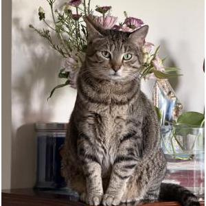 Image of Kuning, Lost Cat