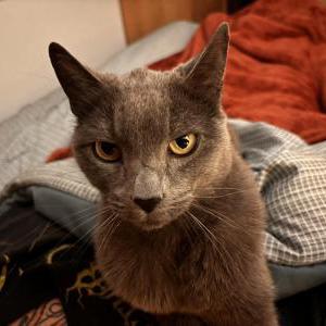 Image of Khali, Lost Cat