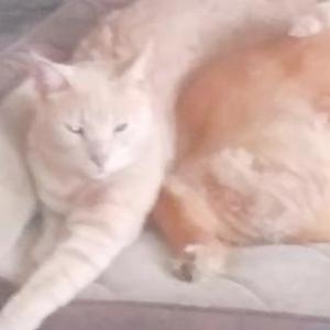 Image of Tobey, Lost Cat
