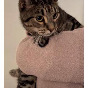 Image of Unknown, Found Cat