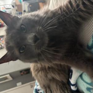 Image of Blubear, Lost Cat