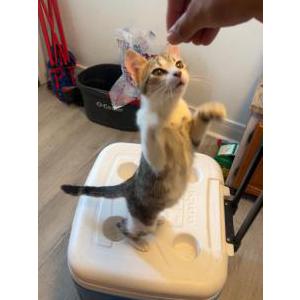 Image of Crumble, Lost Cat