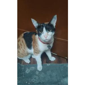 Image of Kitto, Lost Cat