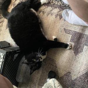 Lost 2 Ms Kitty (Texas)