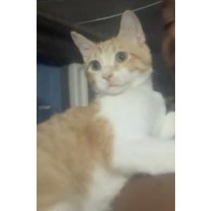 Image of Fat boy, Lost Cat