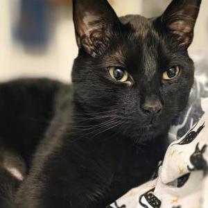 Image of Shadow, Lost Cat