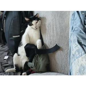 Lost 2 Meko Branson (FL)
